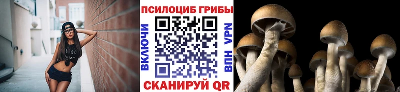 купить наркотики сайты  Балей  darknet клад  Галлюциногенные грибы Magic Shrooms 
